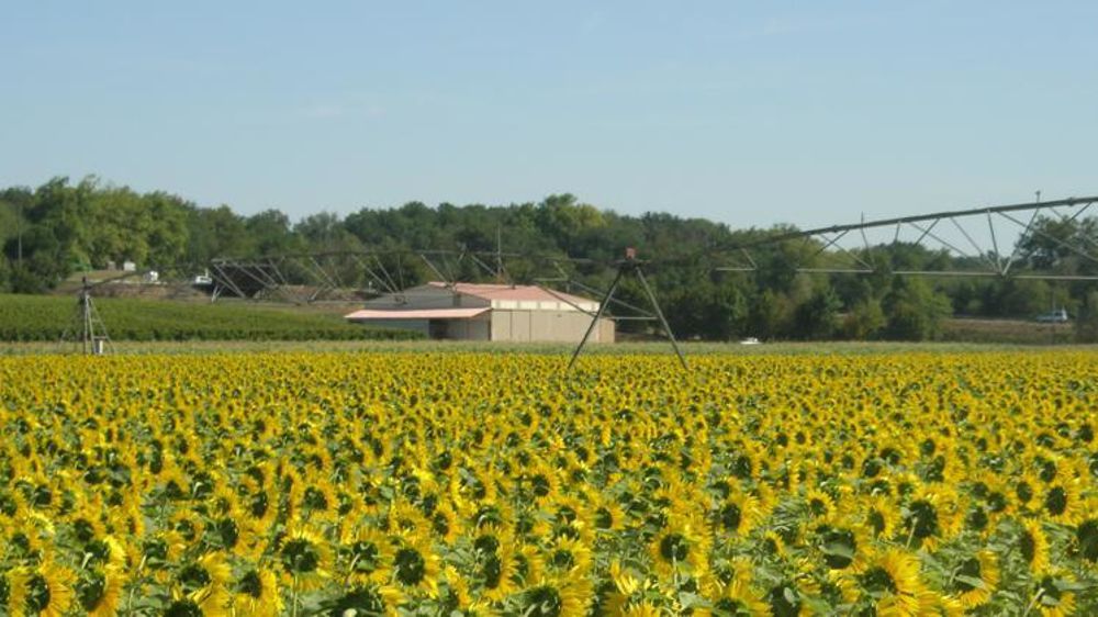 La fréquence conseillée  de retour du tournesol dans les rotations est au minimum d’un an sur trois. © V. Lecomte/Terres Inovia